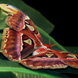 Attacus atlas