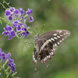 papilio contantinus