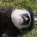 Singe endormi